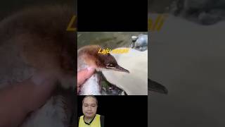 Funny video sekeli lepas melepas [upl. by Ytsirhc]