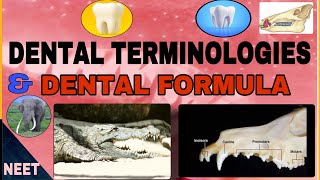 Dental terminologiesHomodont Heterodont DiphyodontAcrodontThecodont etcDental FormulaNeerja [upl. by Ithsav]