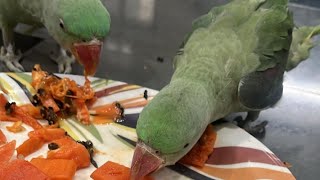 ★SSMM★ is live Cute 🥰 Parrots 🦜 [upl. by Newo810]