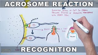 Acrosome Reaction in Sea Urchin [upl. by Marve]