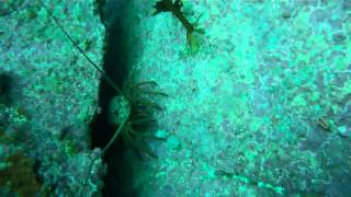 Tauranga Packhorse Crayfish [upl. by Menard]