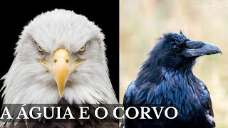 A ÁGUIA E O CORVO UMA LINDA REFLEXÃO DE VIDA [upl. by Yrrol]