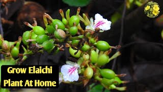 How to Grow and Care Elaichi Plant at Home गमले में इलाइची के पौधे को इस तरह लगाए Elaichi [upl. by Eiznikcm905]