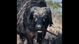 African Cape Buffalo with Unusual horns  Sabi Sands [upl. by Gundry]