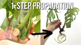 HOW TO PROPAGATE MONSTERA DELICIOSA PLANT IN WATER [upl. by Llehcram]