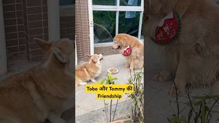 🐕Tobo और Tommy की Friendship  mini wood toy  woodworking art skills  hand crafts shorts [upl. by Nordna594]