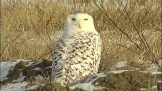 FJÄLLUGGLA Snowy Owl  Bubo scandiacus Klipp  57 [upl. by Cogswell242]