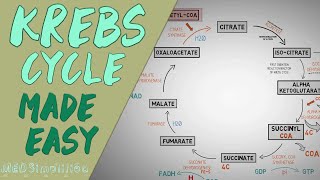 KREBS CYCLE MADE EASY  Krebs cycle Simple Animation Carbohydrate Metabolism Lesson [upl. by Aubert714]