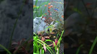 German Blue Balloon Ram Centerpiece Fish in 30 gallon tank aquarium [upl. by Alleira644]