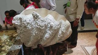 300 Pounds Real Giant CLAM SHELL in Vietnam Tridacna gigas Taklobo [upl. by Geno598]