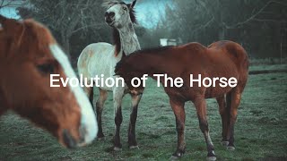 Evolution of The HorseWhere Did Horses Come From What Did The Earliest Horses Look Like horse [upl. by Nosidam15]