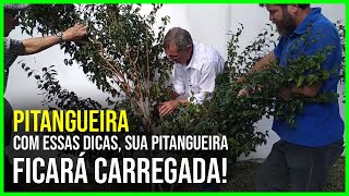 DICAS SIMPLES PARA CARREGAR SUA PITANGUEIRA DE FRUTOS [upl. by Aissert]