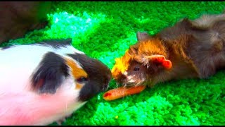 Guinea Pigs Fighting For Food [upl. by Denys]