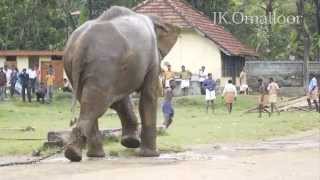 ELEPHANT ATTACK MAHOUT IN KERALA [upl. by Ahsinit590]