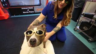 Canine Rehabilitation Therapy at Animal Clinic of Morris Plains [upl. by Honor]