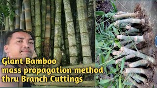 Giant Bamboo Dendrocalamus Asper Mass Propagation Method [upl. by Suidaht]