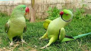 Talking Parrot Greet Parrot Funny Compilation [upl. by Calabresi]