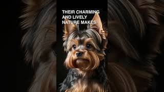 Yorkshire Terriers are great dogs [upl. by Hayn]