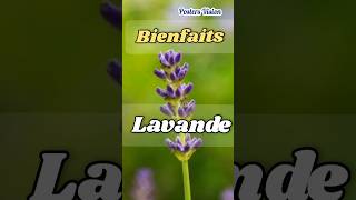 Lavande Bienfaits huile essentielle Plante parfum angoisseanxiété aromatherapie lavande lavander [upl. by Leuams607]