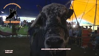 ¡SE LLEVO 5 000 IPHONE 5 vs ANGEL DE LA NOCHE RANCHO EL CHELELO EN CHARO 2015 [upl. by Niffirg]