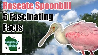 Roseate Spoonbill 5 Fascinating Facts [upl. by Simeon]