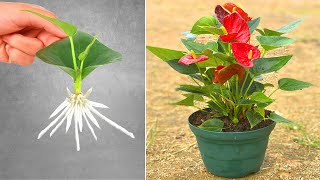 How to grow anthurium plants from leaves in pots [upl. by Gora34]