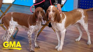 Bracco Italiano becomes 200th dog breed to join American Kennel Club l GMA [upl. by Harday]