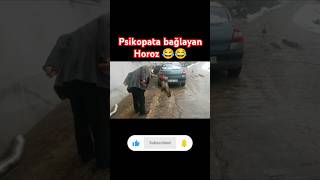 Psikopat a Bağlayan Horoz 😂😂horozdedekomedicockerelgrandfathercomedyanimals eğlence [upl. by Elwyn]