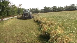 quotHoney Bee quotswathing pea in Austria 2 [upl. by Yvi584]