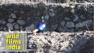 Impeyan Pheasant Monal Lophophorus impejanus or Danphe seen in Sagarmatha [upl. by Mogerly]