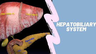 hepatobiliary system  anatomy amp physiology  gall bladder pancreas structure and function [upl. by Eedak751]