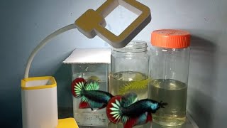 Wild betta Imbellis diferentes form cute cute [upl. by Levi]