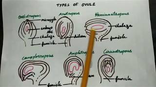 Types of ovule in Tamil class 12 Botany [upl. by Philomena]