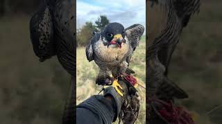 Peregrine Tiercel Falconry Training [upl. by Wilfrid]