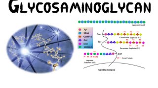 Glycosaminoglycans GAGs [upl. by Toile]