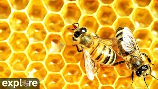 Honey Bee Landing Zone powered by Exploreorg [upl. by Lower]