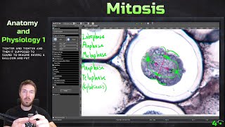 Phases of Mitosis and Meiosis in the Ascaris Roundworm  Anatomy and Physiology 1 [upl. by Illil430]