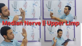 Median Nerve CourseInjury  Upper Limp [upl. by Aehtela516]