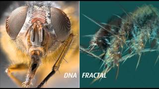 DNA and Fractals  is there a link [upl. by Clerk]