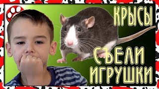 КРЫСЫ съели игрушки ДЕАГОСТИНИ Big Animal World и Epic Animals [upl. by Ryley]