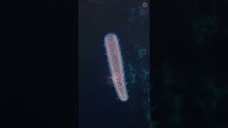 How does the giant siphonophore catch its prey [upl. by Montano934]