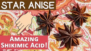 Star Anise Uses and Info List Source of Shikimic Acid [upl. by Mar]