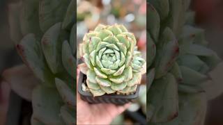 Echeveria ElationTippy echeveria succulent succulents succulentvarieties succulentobsession [upl. by Einafats801]