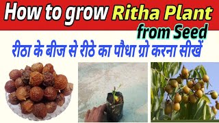 How to grow Ritha Arretha Plant from seed Grow Soapnut Soapberry Plant from seed [upl. by Rehctelf304]