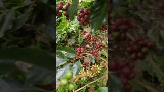 Cosecha de cafe campo cosecha cafe agricultor suscribete para mas videos 🙏 [upl. by Aleacem]