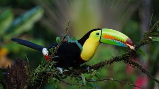 10 hours of tropical forest sounds  Toucan  Exotic birds singing in the rainforest for relaxation [upl. by Schacker]