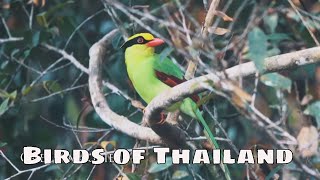 Birds of Thailand with sounds 4K [upl. by Tarrant236]