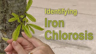 Iron Chlorosis – Garden Notes [upl. by Freeland]