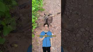 Beware the anteater comedy music parody of maneater by nellyfurtado 00smusic [upl. by Ysnap434]