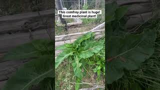 Comfrey plant and it’s medicinal purposes [upl. by Remington]